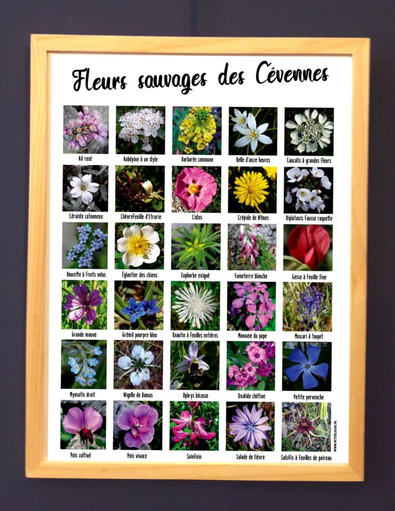 affiche fleurs de sauve
